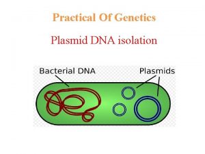 Practical Of Genetics Plasmid DNA isolation Purpose 1