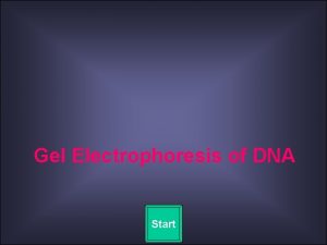 Gel Electrophoresis of DNA Start Quit Gel Electrophoresis