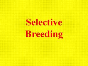 Selective Breeding Have you ever watched a dog