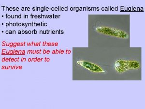 These are singlecelled organisms called Euglena found in