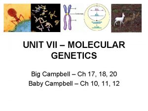 UNIT VII MOLECULAR GENETICS Big Campbell Ch 17