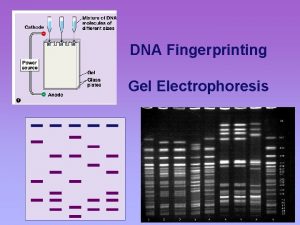 DNA Fingerprinting Gel Electrophoresis Sometimes we comparing DNA