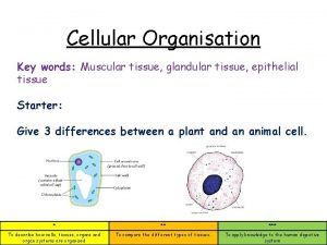 Cellular Organisation Key words Muscular tissue glandular tissue