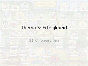 Thema 3 Erfelijkheid B 1 Chromosomen Mitose Meiose