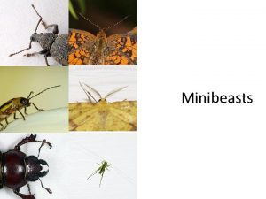 Minibeasts There are more minibeasts in our world