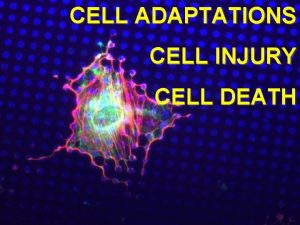 CELL ADAPTATIONS CELL INJURY CELL DEATH OBJECTIVES Understand