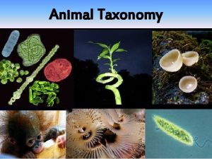 Animal Taxonomy Kingdoms of life Three Kingdoms of
