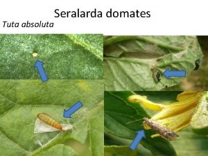 Tuta absoluta Seralarda domates Yumurtadan kan larva yaprak