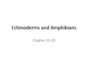 Echinoderms and Amphibians Chapter 25 28 Phylum Echinodermata
