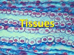 Tissues Tissue Basics What is a tissue Groups