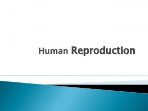 Human Reproduction Fertilization is the fusion of sperm