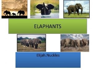 ELAPHANTS Elijah Nuckles Were do Elephants live Elephants