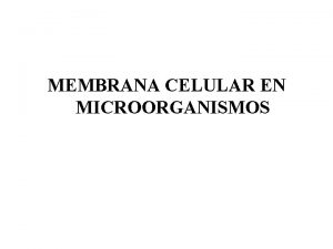 MEMBRANA CELULAR EN MICROORGANISMOS MEMBRANAS CELULARES Caractersticas de