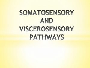 SOMATOSENSORY SYSTEMS q inform about objects around us