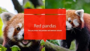 Red pandas Did you know red pandas eat