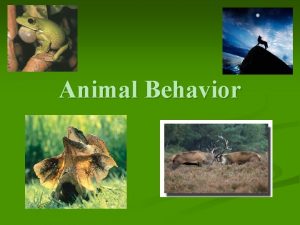 Animal Behavior Behavior n n All the actions