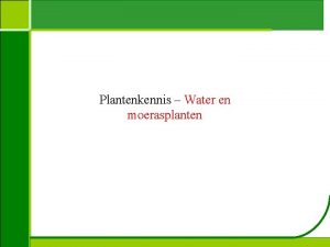 Plantenkennis Water en moerasplanten Plantenkennis Acorus calamus kalmoes