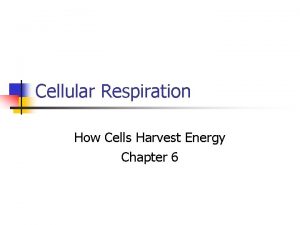 Cellular Respiration How Cells Harvest Energy Chapter 6