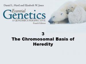 3 The Chromosomal Basis of Heredity Chromosomes The