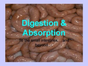 Digestion Absorption To the small intestines and beyond