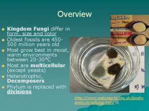 Overview u u u Kingdom Fungi differ in