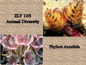 ZLY 103 Animal Diversity Phylum Annelida Introduction v