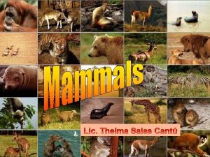 What is a mammal Mammals are animals that