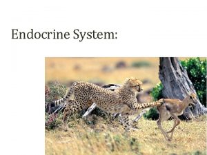 Endocrine System Chemical Signals Categories of Signals Chemical