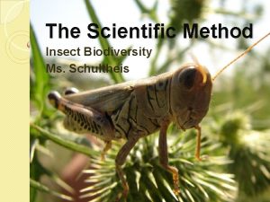 The Scientific Method Insect Biodiversity Ms Schultheis Hypothesis