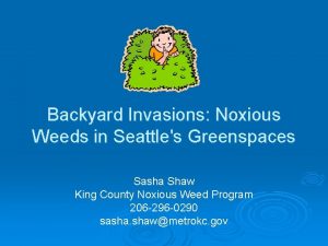 Backyard Invasions Noxious Weeds in Seattles Greenspaces Sasha