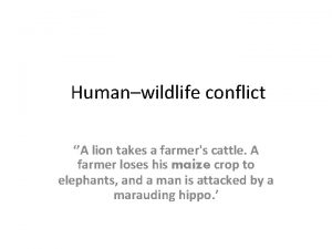 Humanwildlife conflict A lion takes a farmers cattle