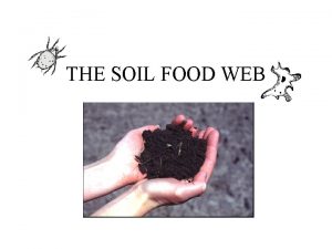 THE SOIL FOOD WEB Soil Biology and the