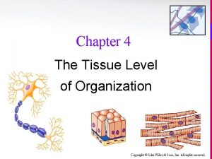 Chapter 4 The Tissue Level of Organization Copyright