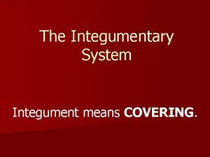 The Integumentary System Integument means COVERING The integumentary