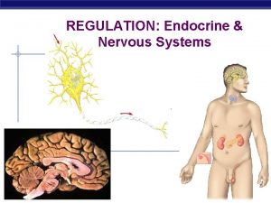 REGULATION Endocrine Nervous Systems AP Biology Homeostasis Homeostasis