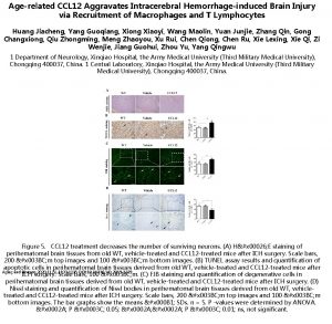 Agerelated CCL 12 Aggravates Intracerebral Hemorrhageinduced Brain Injury