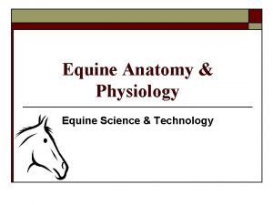 Equine Anatomy Physiology Equine Science Technology Equine Anatomy