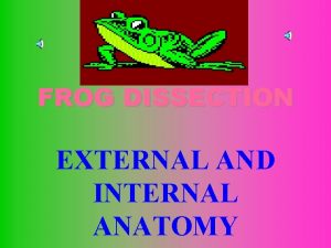 FROG DISSECTION EXTERNAL AND INTERNAL ANATOMY EXTERNAL ANATOMY