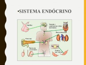 SISTEMA ENDCRINO SISTEMA ENDCRINO Atua na produo e