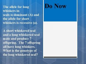 The allele for long whiskers in seals is
