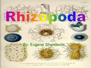 By Eugene Shenderov Radiolarians have mineral skeletons which