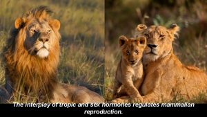 The interplay of tropic and sex hormones regulates