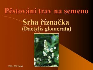 Pstovn trav na semeno Srha znaka Dactylis glomerata