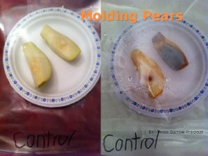 Molding Pears BY Tessa BarrowPrecious How to get