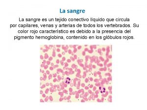 La sangre es un tejido conectivo lquido que