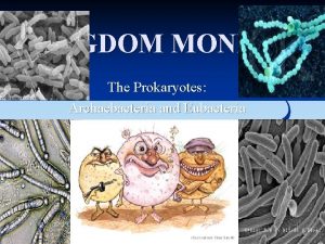 KINGDOM MONERA The Prokaryotes Archaebacteria and Eubacteria Characteristics