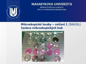 MASARYKOVA UNIVERZITA PRODOVDECK FAKULTA STAV EXPERIMENTLN BIOLOGIE Mikroskopick