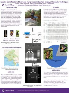 Species Identification of Burmese Flying Foxes Using NonInvasive