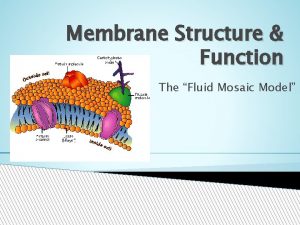 Membrane Structure Function The Fluid Mosaic Model Eukaryotic