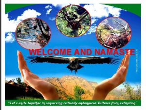 WELCOME AND NAMASTE VULTURE INTRODUCTION Vultures are medium